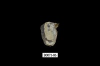藏品(障泥蛤(方形鉗蛤))的圖片